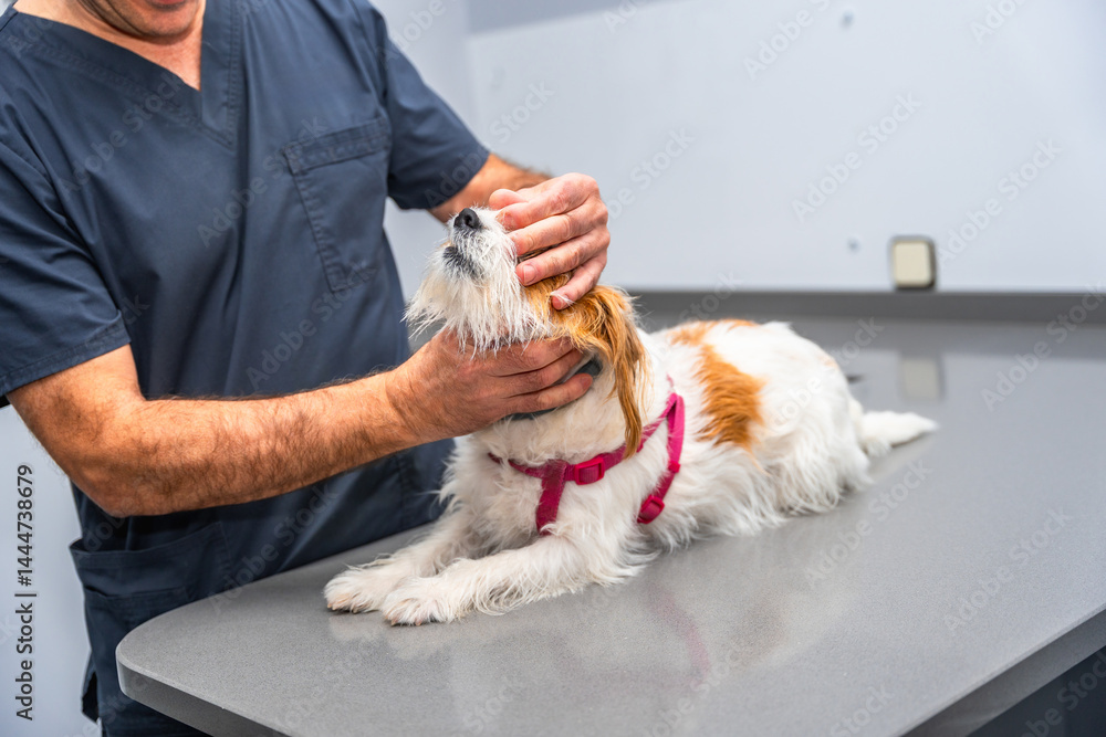 Veterinarian examining a jack russell terrier on a metal table