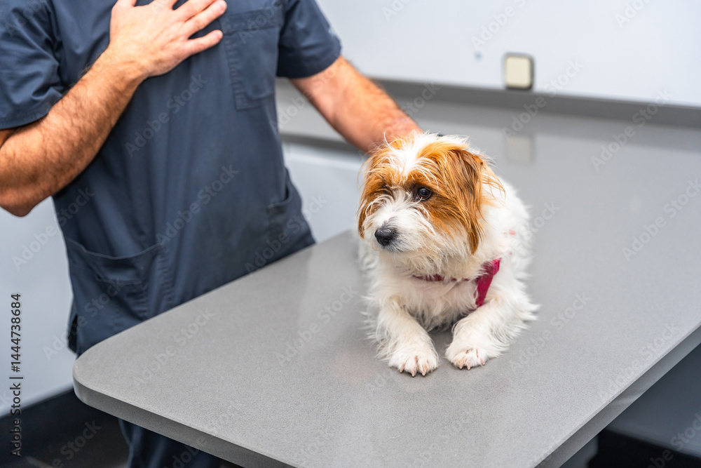 Veterinarian examining small dog on table in clinic
