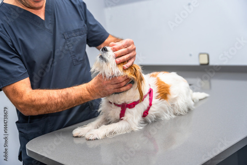 Obraz na płótnie Veterinarian examining a jack russell terrier on a metal table w salonie