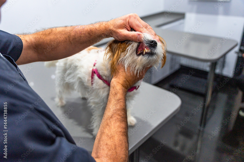 Veterinarian examining teeth of small dog in clinic