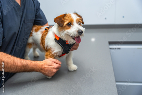 Obraz na płótnie Veterinarian examining jack russell terrier puppy on table w salonie