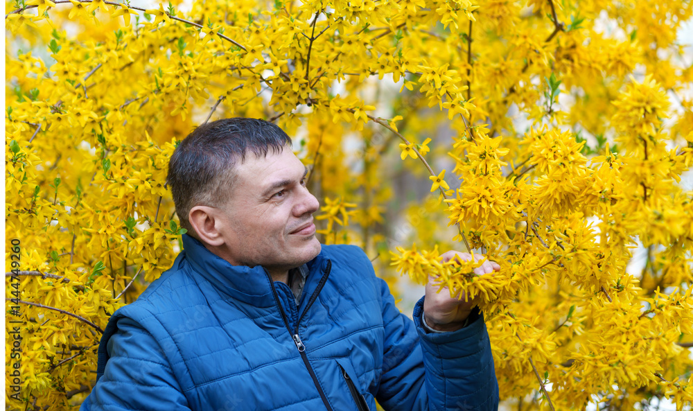 portrait of a man on the background of yellow forsythia flowers, spring nature and blossoms portrait of a man on the background of yellow forsythia flowers, spring nature and blossoms