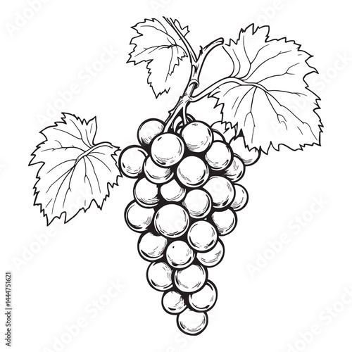 grape vine hand drawn line art illustration design