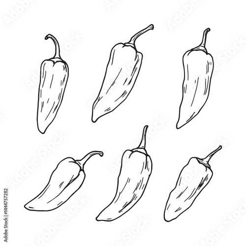Habanero chili pepper sketch in detailed line art