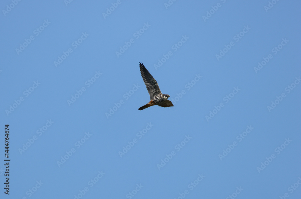 A migrating Hobby, Falco subbuteo, hawking for insects flying in the blue sky.