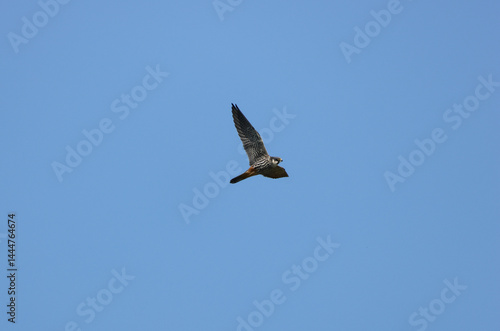 Obraz na płótnie A migrating Hobby, Falco subbuteo, hawking for insects flying in the blue sky. w salonie