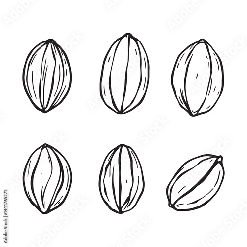 Hand Drawn Cacao Beans Outline in Minimalistic Style