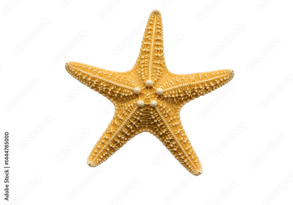 starfish isolated on transparent background starfish isolated on transparent background