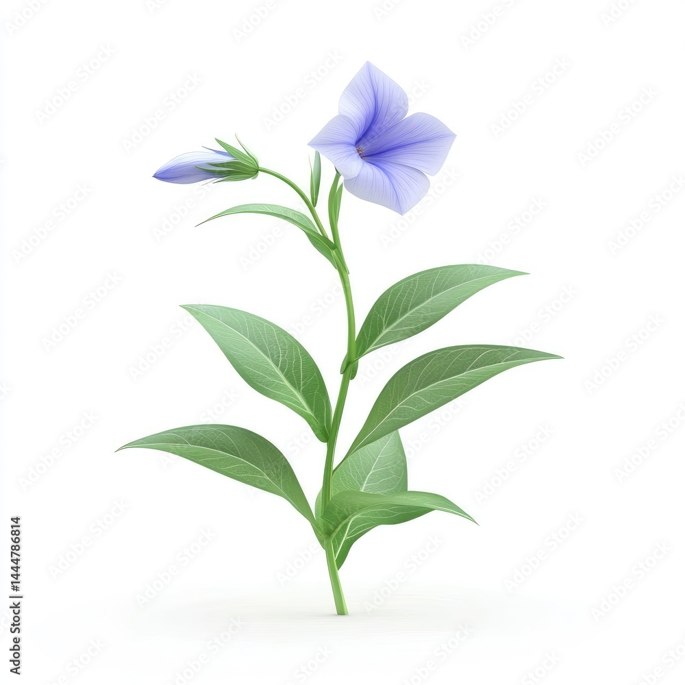 Delicate light purple flower stem with leaves against white.