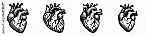 The Anatomical heart. Hospital Clinic Healthcare Treatment Symbol. Study of genuine human cardiac organ a vital body component for medical learning.