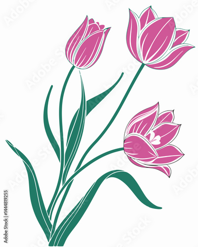 Elegant Pink Tulips A Botanical Illustration