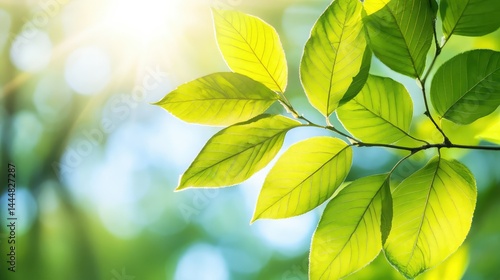 Lush Green Leaves Glowing in Sunlight, Close-Up View with Vivid Details of Nature, Perfect for Representing Freshness, Growth, and Natural Beauty