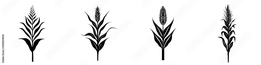 Silhouette pictogram set featuring various corn plants for agricultural and educational designs Silhouette pictogram set featuring various corn plants for agricultural and educational designs