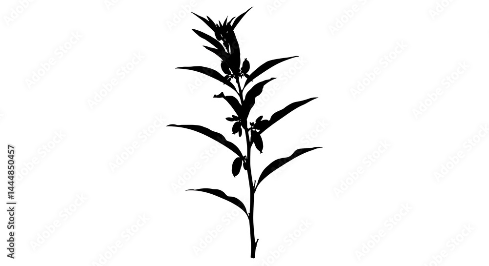 Silhouette of a plant with leaves and buds on a white background Silhouette of a plant with leaves and buds on a white background