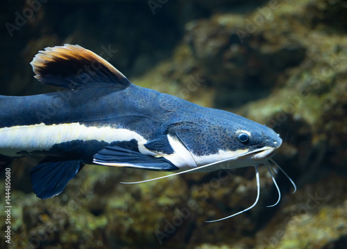 Flathead catfish in an aquarium. Flathead catfish is the only representative of the genus Phractocephalus. Beautiful large catfish. 