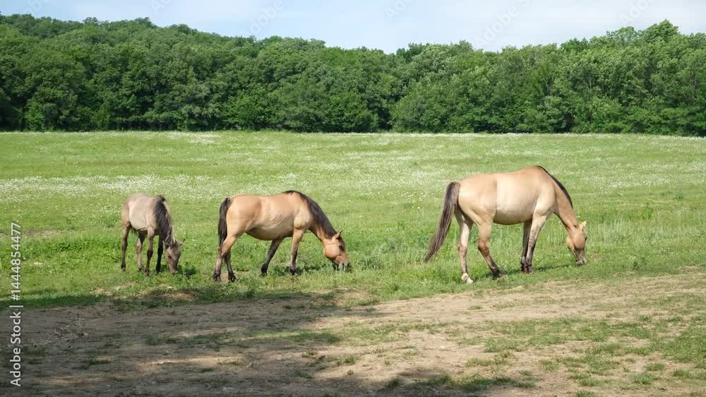 Horses are green grass. A herd grazes in a spring meadow. The bright sun illuminates the meadow with flowers. Beautiful graceful animals. The concept of farming, agriculture, animal husbandry Horses are green grass. A herd grazes in a spring meadow. The bright sun illuminates the meadow with flowers. Beautiful graceful animals. The concept of farming, agriculture, animal husbandry