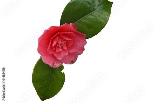 Bilde på lerret camelia rosa png