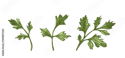 Hand drawn colored vintage sketch of three parsley herb branches in engraving style, isolated vector illustration