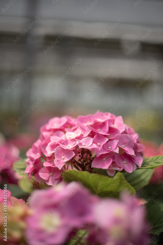 Obraz premium pink hydrangea in the garden