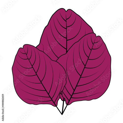 bayam, ungu, spinach, purple, leaf, nature