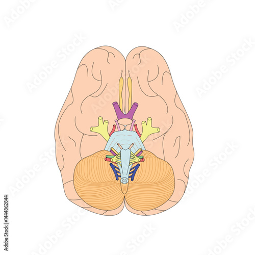Adobe Illustrator Artwork. The cranisl nerves. Vector illustration