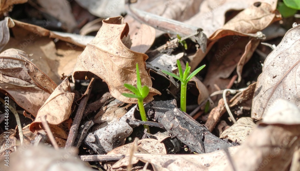 Fototapeta premium 落ち葉の布団から目覚めた若い芽が見せる命の輝き 落ち葉に包まれていた若芽が、ついに顔を出し、新しい世界に向かって伸びていく。
