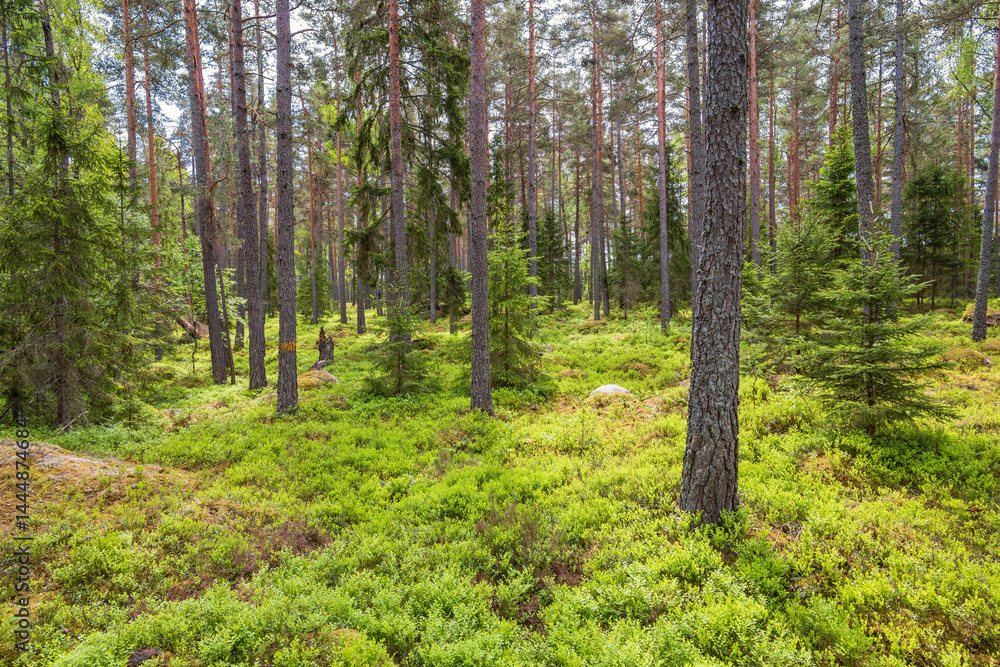 View into a coniferous forest with green blueberry rice on the ground View into a coniferous forest with green blueberry rice on the ground
