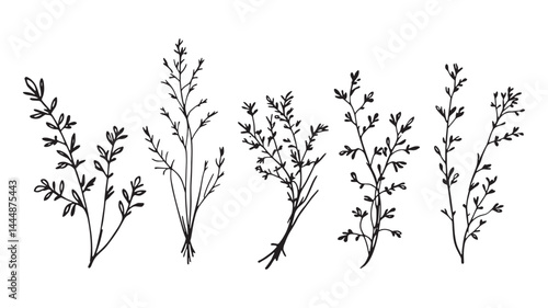 Cooking Herbs Collection line art elegant simple plant illustrations