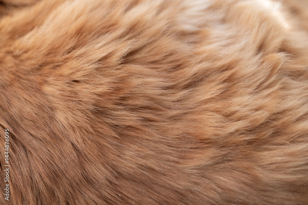 Fototapeta premium 可愛い猫の毛並みをマクロレンズで撮影