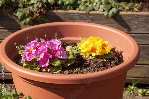 Obraz na płótnie Bunt Blühende Primeln in einem Blumentopf, Closeup, Deutschland w salonie