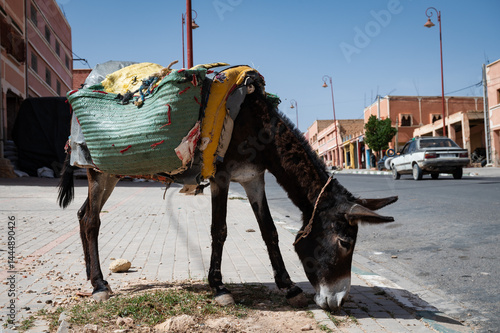 Obraz na płótnie A laden donkey stands on the sidewalk in a Berber town, Morocco w salonie