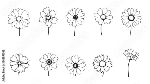 Dainty Daisy Sketch line art botanical drawing elegant floral design