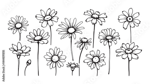 Dainty Daisy Sketch line art graceful daisy blossom botanical art
