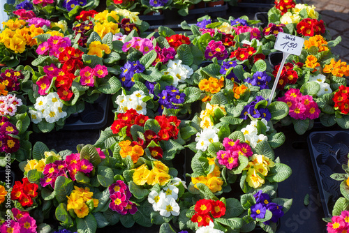 Bunt Blühende Primeln zum Verkauf  auf einem Blumenmarkt, Closeup, Deutschland