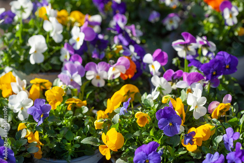 Obraz na płótnie Bunt Blühende Primeln zum Verkauf auf einem Blumenmarkt, Closeup, Deutschland w salonie