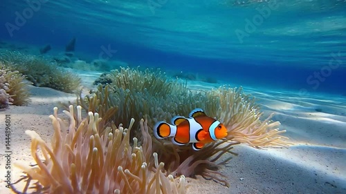 Nemo fish underwater swimming among colorful coral reefs in tropical sea