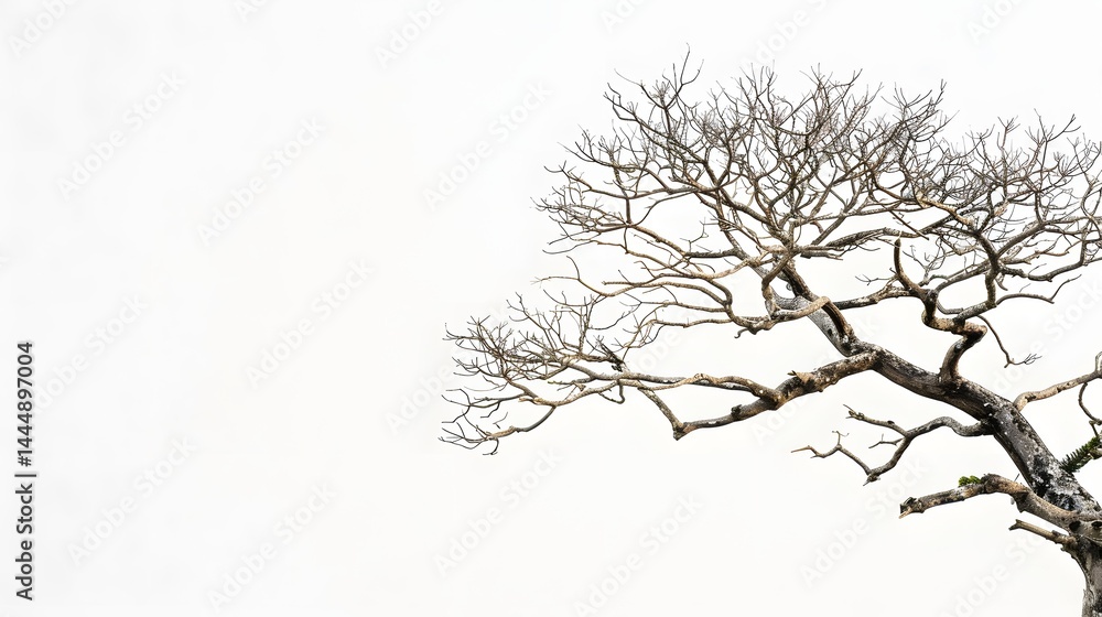 Fototapeta premium Bare tree branches against a plain white background.