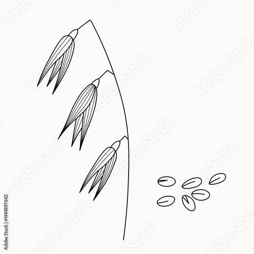 Sketch Oat branch and grains on isolated background. Hand drawn botanical vector illustration of oats plant for sign, logo, paper, card, label, paper. Food, drink, milk, ingredient, oatmeal