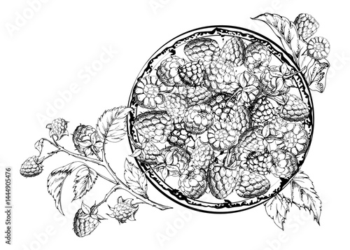 Raspberry served on ceramic dish, branches leaves stalks, ripe picked garden berry dewberry cloudberry mulberry harvest. Isolated illustration, vector ink hand drawn. Farmers market grocery preserves
