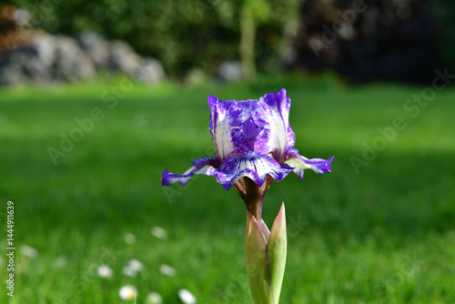 Beautiful purple-white iris on a green background in our garden. Focus is on the center of the image.