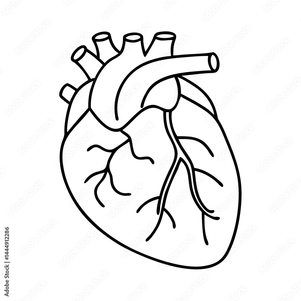 realistic human heart icon, realistic human heart vector illustration-simple illustration of realistic human heart, perfect for realistic human heart logos and icons realistic human heart icon, realistic human heart vector illustration-simple illustration of realistic human heart, perfect for realistic human heart logos and icons