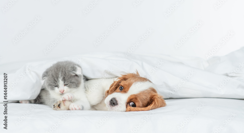 Friendly Cavalier King Charles Spaniel lying with sleepy tiny kitten on the bed at home. Empty space for text Friendly Cavalier King Charles Spaniel lying with sleepy tiny kitten on the bed at home. Empty space for text
