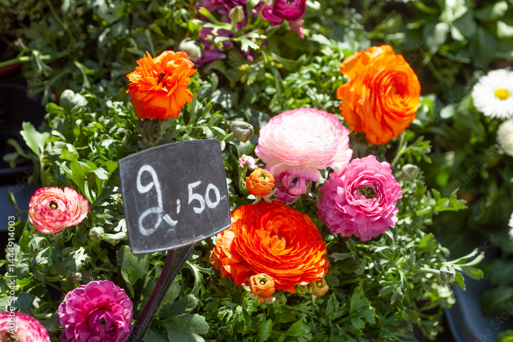Blühende bunte Ranunkel Blumen (Ranunculus asiaticus), Deutschland