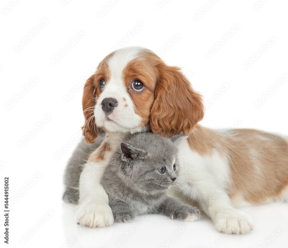 Friendly Cavalier King Charles Spaniel hugs tiny kitten. Pets look at camera together. isolated on white background Friendly Cavalier King Charles Spaniel hugs tiny kitten. Pets look at camera together. isolated on white background