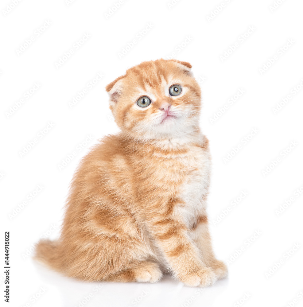 Fototapeta premium Ginger tabby kitten sits and looks at camera. isolated on white background