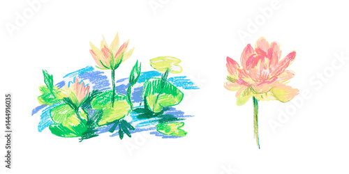 Spring clip art of water lily flowers drawn with wax crayons on white isolated background. Children's botanical collection of oil pastel illustrations. Designs for greeting cards, stickers, posters.