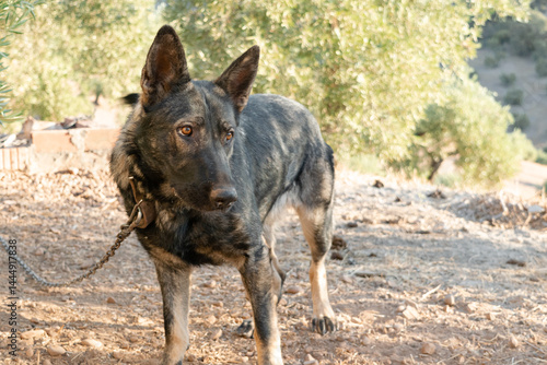 Bilde på lerret A dutch shepherd looks at something strange with an attentive gaze