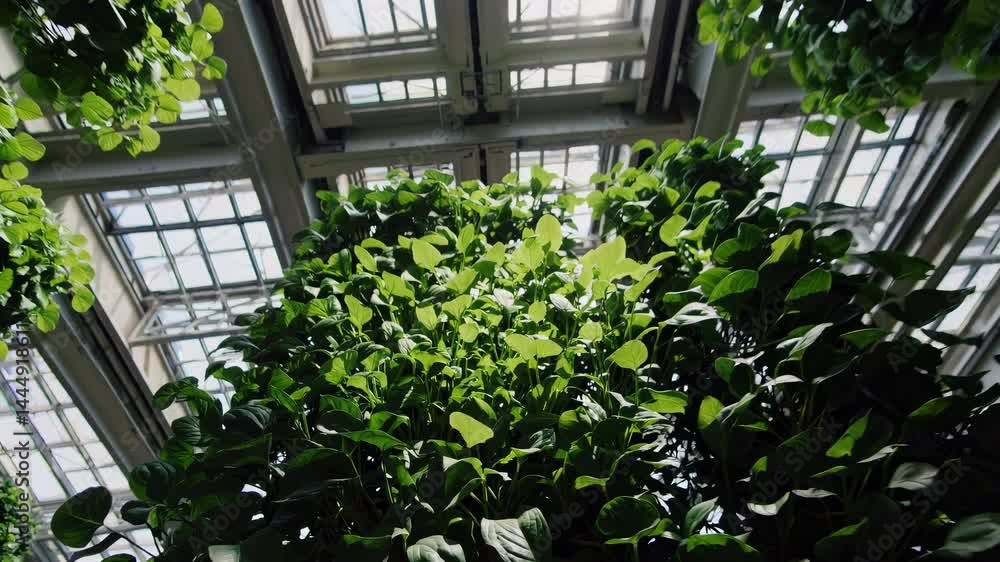 Low-angle video shot of vertical garden in a greenhouse, showcasing lush green plants against a grid-like glass ceiling, creating a modern, eco-friendly vibe. Low-angle video shot of vertical garden in a greenhouse, showcasing lush green plants against a grid-like glass ceiling, creating a modern, eco-friendly vibe.