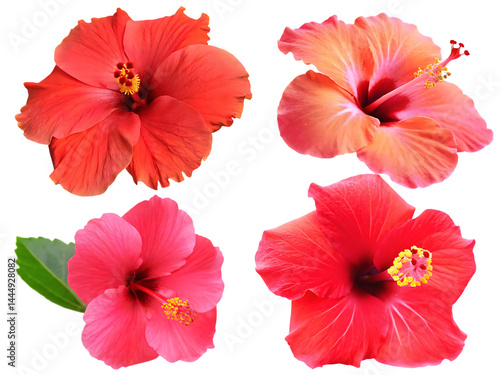 Wallpaper Mural  Vibrant tropical hibiscus flowers, element set on transparent isolated on white background PNG Torontodigital.ca