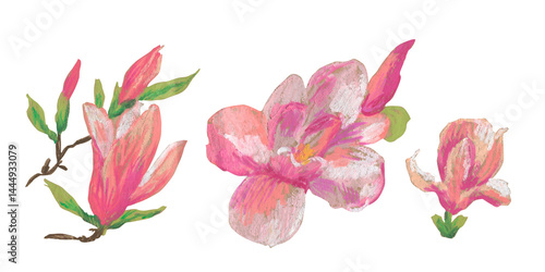Spring clip art of magnolia flowers drawn with wax crayons on white isolated background. Children's botanical collection of oil pastel illustrations. Designs for greeting cards, stickers,posters.